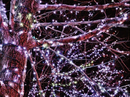 lights (1).jpg (318 KB)